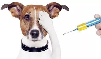 狗狗打完育苗注意事项