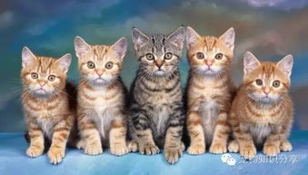 猫咪,注意事项,洗澡,夏天