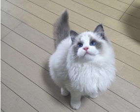 私人买猫注意事项,外地买猫注意事项,买猫注意事项攻略