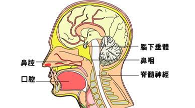 鼻咽癌放疗后注意事项有哪些,鼻咽癌放疗注意事项与饮食,鼻咽癌放疗期间注意事项