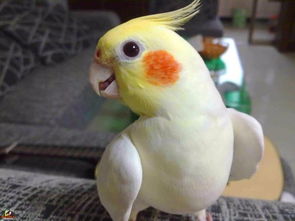 养玄凤鹦鹉的注意事项,玄凤鹦鹉繁殖注意事项,玄凤鹦鹉孵化注意事项