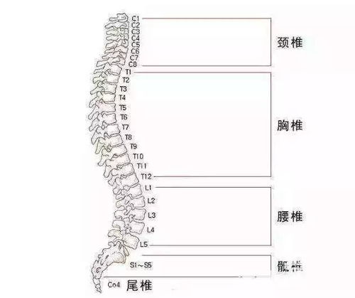 脊柱,注意事项