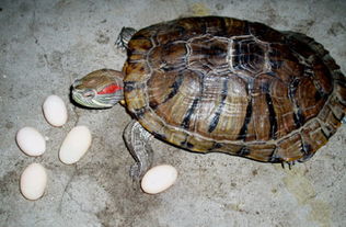 孵化鳄龟蛋注意事项,孵化鹦鹉蛋注意事项,鸡蛋孵化照蛋注意事项