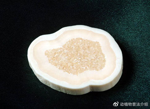 象牙的注意事项,象牙保存注意事项,象牙刻章注意事项