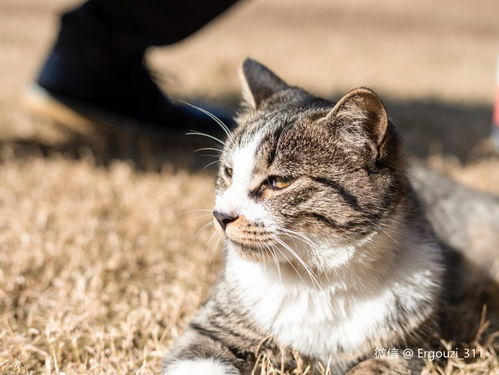 小猫,收养,注意事项