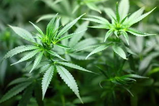 神夫草注意事项