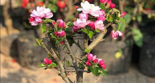 玫瑰海棠的养殖方法和注意事项,玫瑰海棠的养殖方法和注意事项四季杜鹃,球根海棠的养殖方法和注意事项