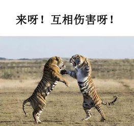 养非洲雕注意事项