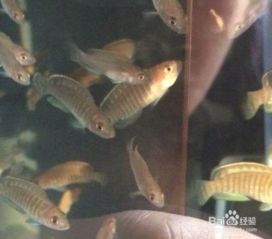 马犬幼犬饲养注意事项,矮脚马饲养注意事项,三湖慈鲷注意事项