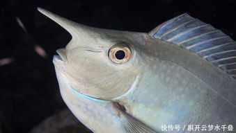草鱼,养殖,注意事项