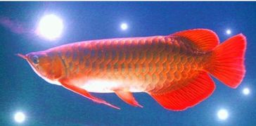 金龙鱼养殖的注意事项,金龙鱼的养殖方法和注意事项,金龙鱼花的养殖和注意事项