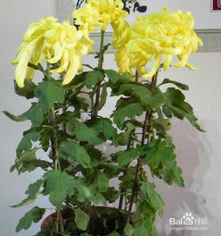 富贵,养殖,注意事项,方法