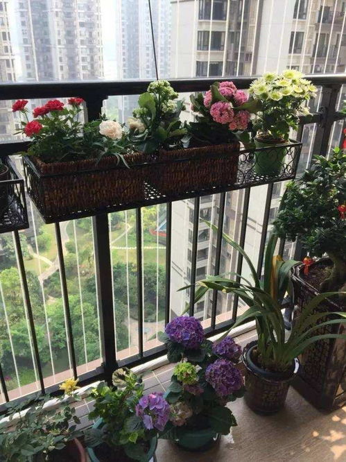 阳台,注意事项,养花