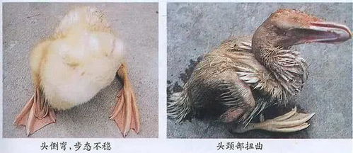 浆膜,注射,注意事项