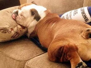 养狗狗的注意事项,狗狗生理期注意事项,狗狗驱虫注意事项