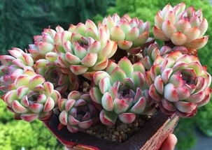 花种,种植,注意事项,方法