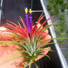 空气凤梨开花注意事项