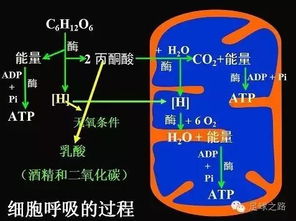 体育课,注意事项,原理,运动