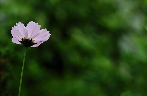 情人节情真温情祝福语