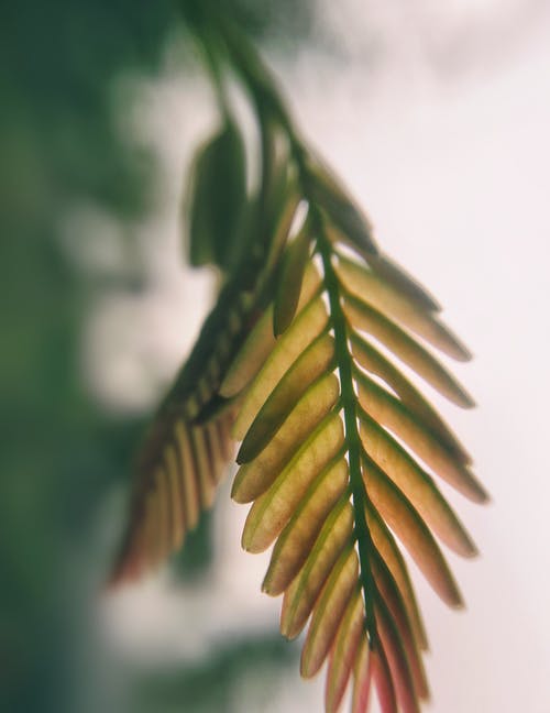 形容重阳节的祝福语句精选