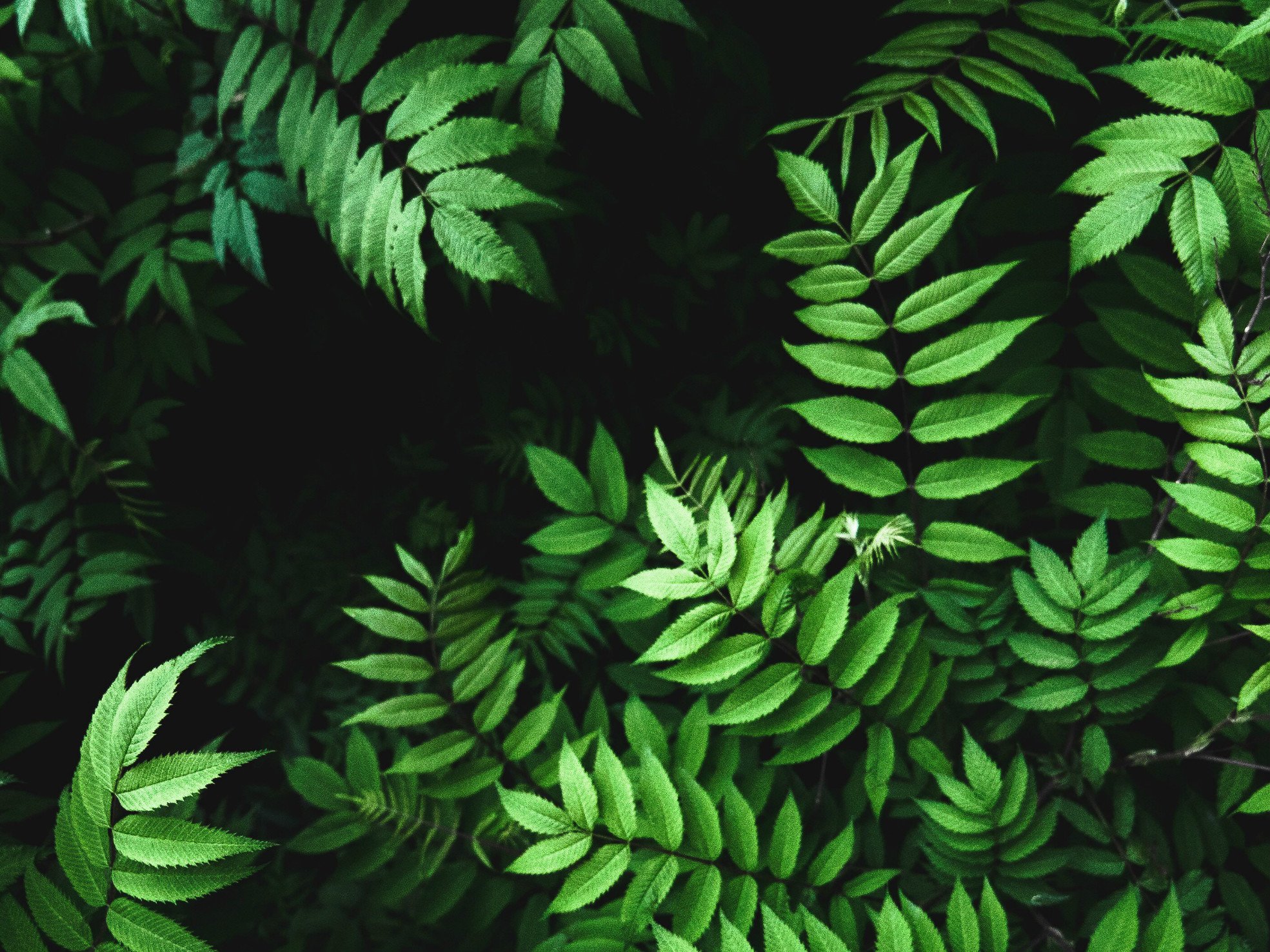 植树节经典说说心情短语
