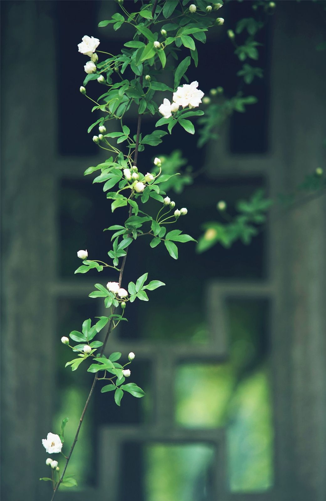 关于植树节的温馨祝福语