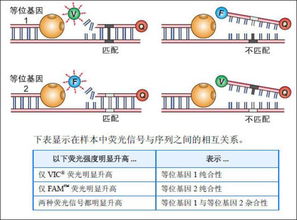 单核苷酸多态性基础知识