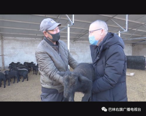 同期发情基础知识