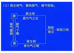 中医基础知识肾的生理功能