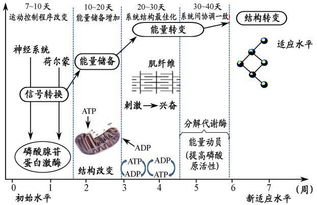 基础知识,康复,训练,运动