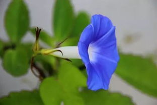 花卉基础知识问答题
