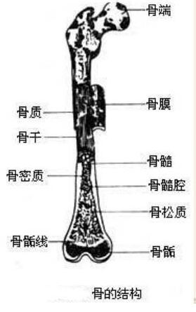 基础医学知识解剖学神经系统,基础医学概论解剖学部分,基础医学解剖学研究生毕业干嘛