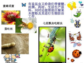 昆虫的基础知识