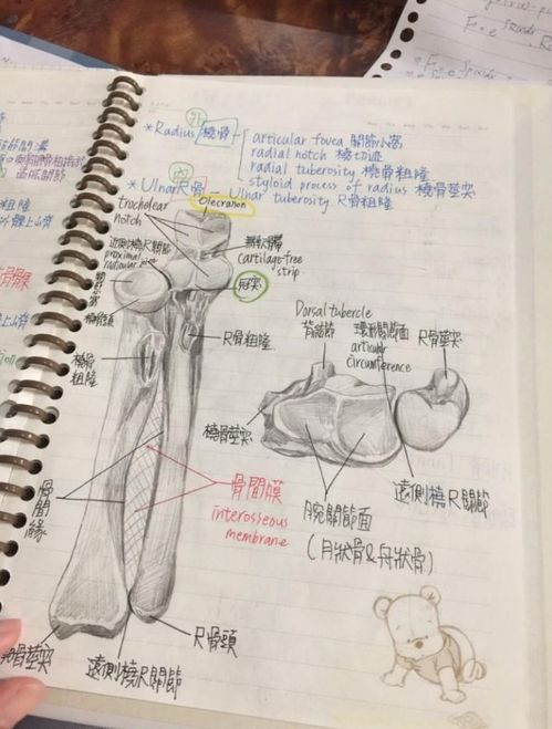 解剖基础学重点知识点