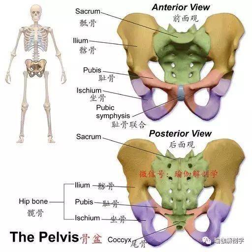 骨盆的基础知识
