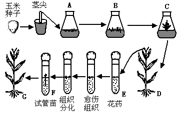 玉米育种的基础知识