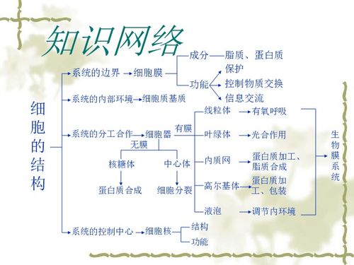 细胞的结构基础知识点大纲
