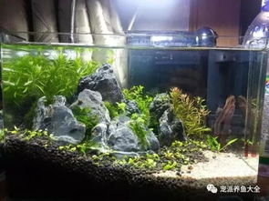 鱼缸造景基础知识