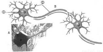 神经元结构与功能基础知识