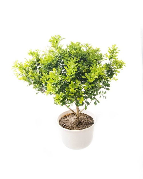 绿植生长的基础知识