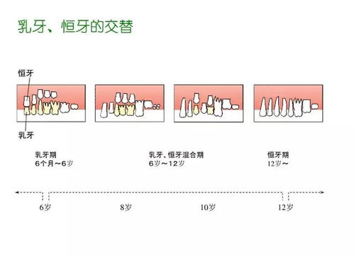 牙科基础知识概览