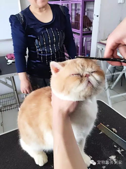 宠物猫的基础知识