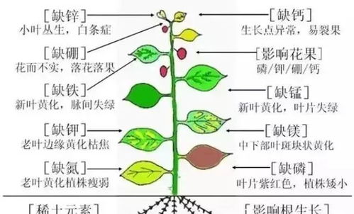 基础知识,植物,儿童