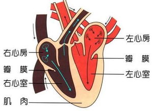 叶冬外科基础知识