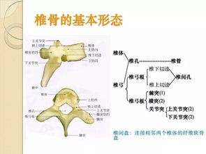 骨相关的基础知识