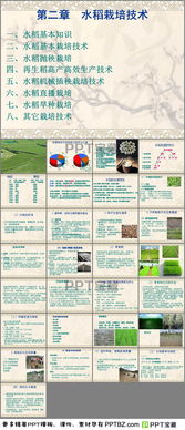 水稻基础知识测试题