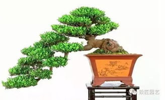 盆景的基础知识