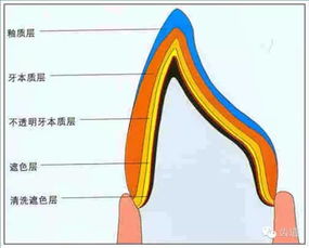 牙体基础知识