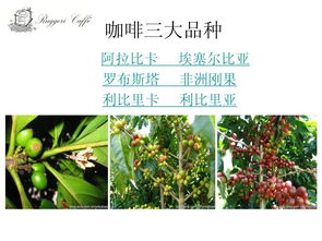咖啡的基础知识ppt