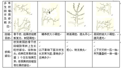 果树修剪技术基础知识